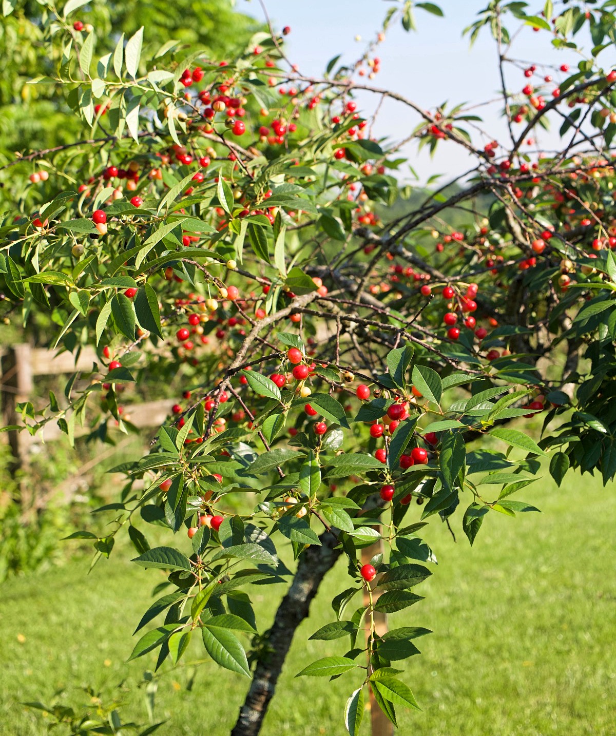 Homemade Tart Cherry Pie - My Country Table